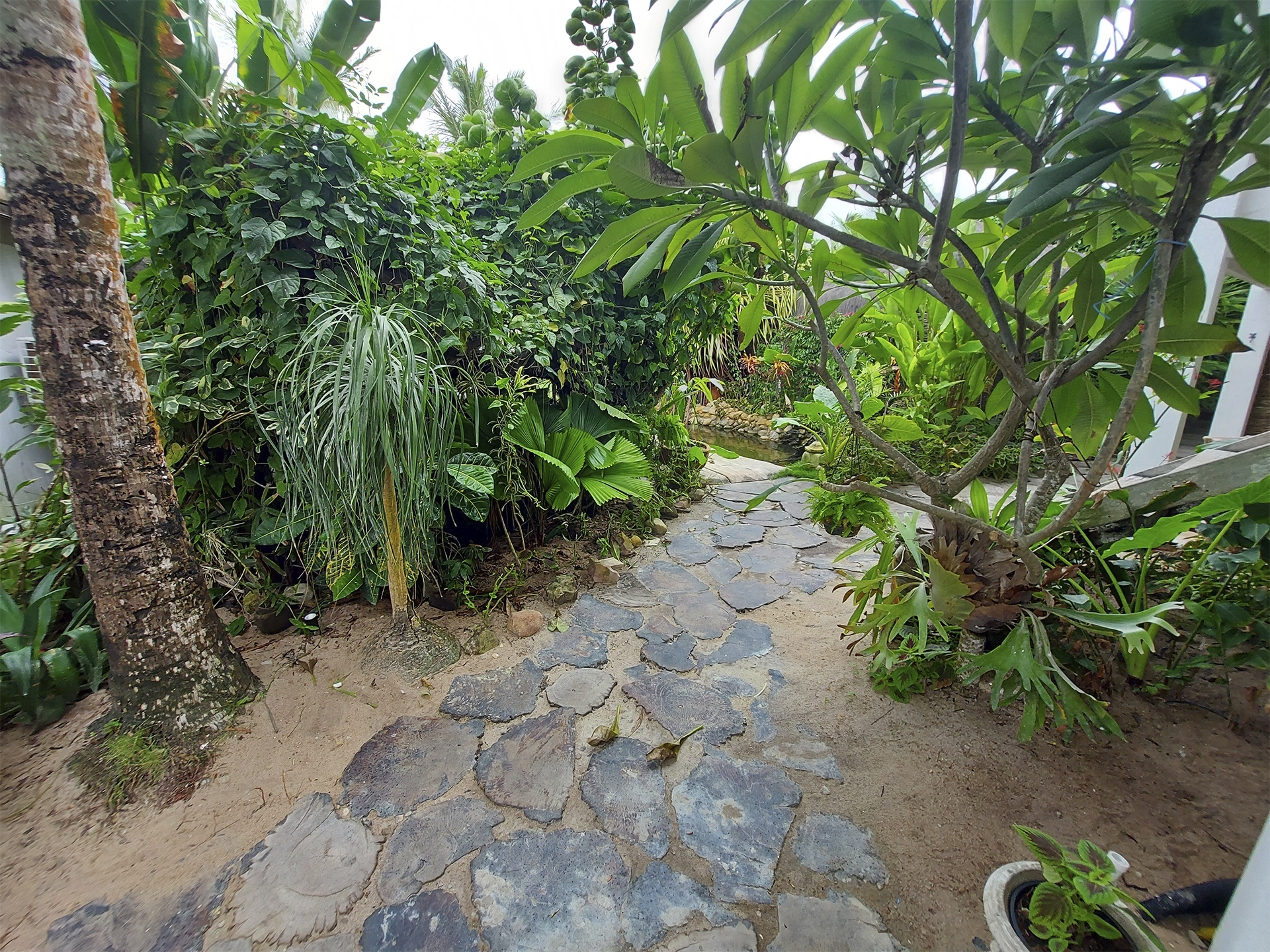 foto_Orquidea_0003_ORQUIDEA 9